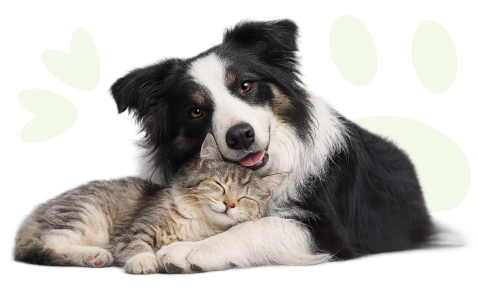 KutyafüleBolt webáruház