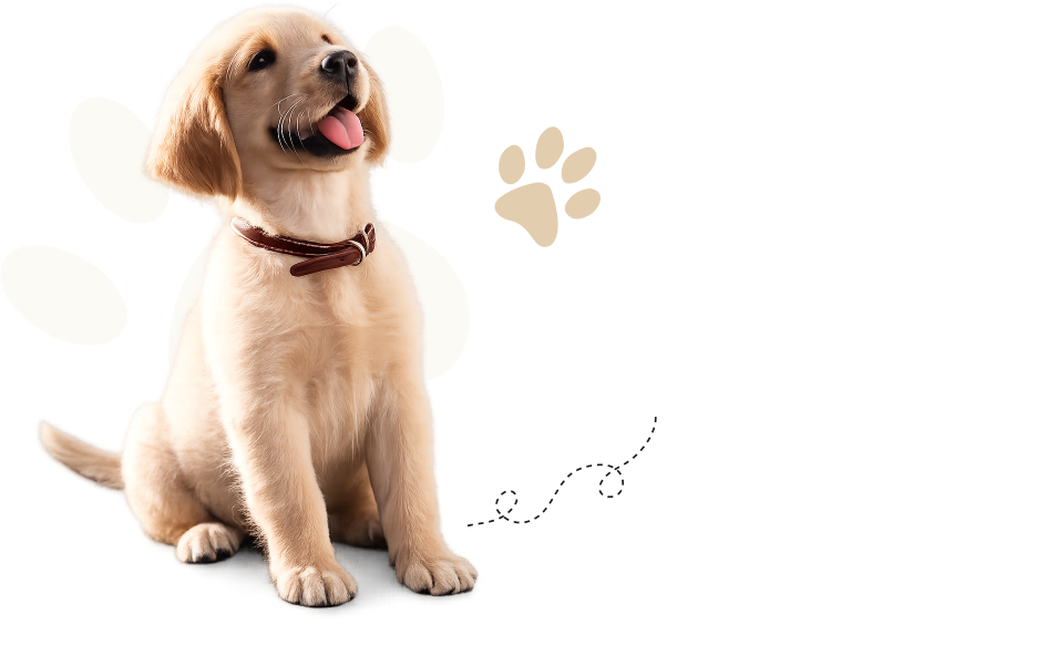 KutyafüleBolt webáruház