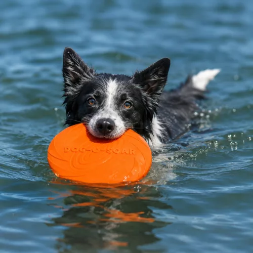 Trixie Dog Disc - TPR frizbi (Ø22cm)