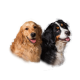 Kutyajáték - Nunbell latex sípoló kacsa kutyák részére - 18 cm