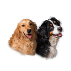 Baseball sapka kutyák részére