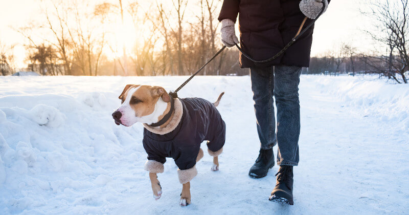 Így vigyázz kedvencedre a téli séták alkalmával - kutyaruha gyorstalpaló