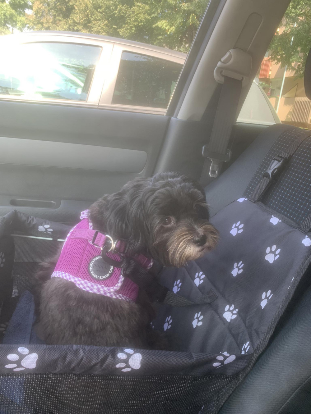  Autós biztonsági kutyaülés - sötétbarna tappancs mintás
