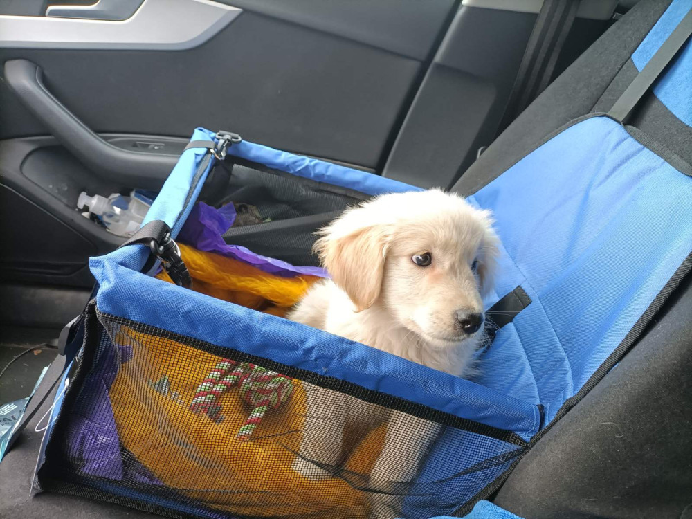 Autós biztonsági kutyaülés - drapp tappancs mintás